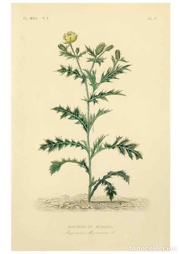 Collection Magazines and Newspapers: Reproducci&oacute;n/Reproduction 49583750702: Le R&egrave;gne v&eacute;g&eacute;tal;. Paris,L. Gu&eacute;rin,1870-72.. - R&eacute;veil, O.