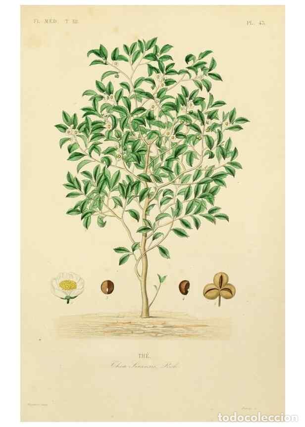 Collection Magazines and Newspapers: Reproducci&oacute;n/Reproduction 49583448996: Le R&egrave;gne v&eacute;g&eacute;tal;. Paris,L. Gu&eacute;rin,1870-72.. - R&eacute;veil, O.