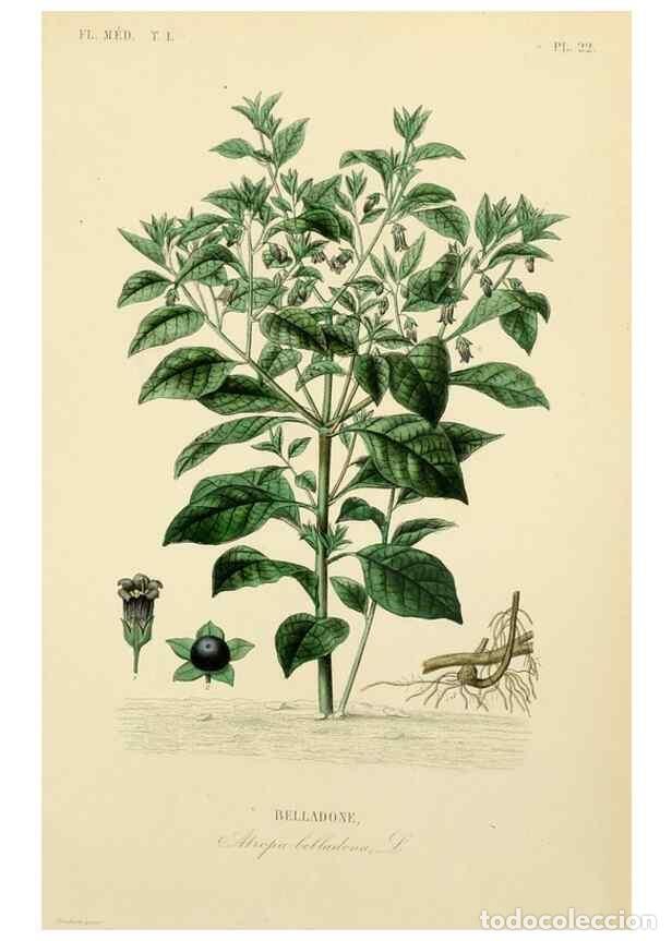 Collection Magazines and Newspapers: Reproducci&oacute;n/Reproduction 49583021338: Le R&egrave;gne v&eacute;g&eacute;tal;. Paris,L. Gu&eacute;rin,1870-72.. - R&eacute;veil, O.