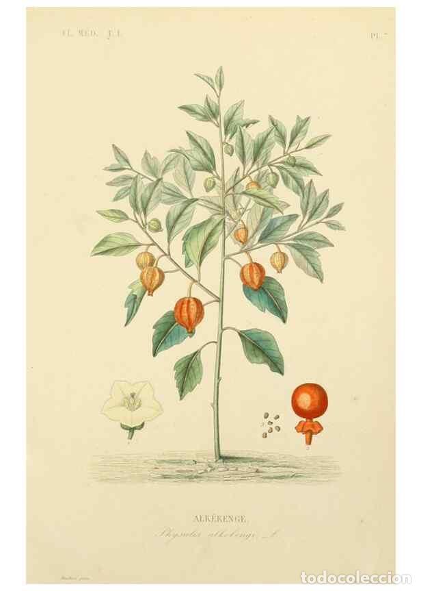 Collection Magazines and Newspapers: Reproducci&oacute;n/Reproduction 49583747547: Le R&egrave;gne v&eacute;g&eacute;tal;. Paris,L. Gu&eacute;rin,1870-72.. - R&eacute;veil, O.