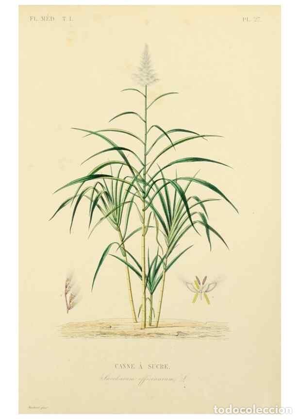 Collection Magazines and Newspapers: Reproducci&oacute;n/Reproduction 49583517841: Le R&egrave;gne v&eacute;g&eacute;tal;. Paris,L. Gu&eacute;rin,1870-72.. - R&eacute;veil, O.