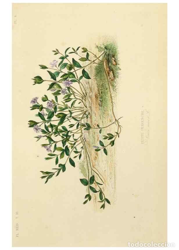 Collection Magazines and Newspapers: Reproducci&oacute;n/Reproduction 49583437776: Le R&egrave;gne v&eacute;g&eacute;tal;. Paris,L. Gu&eacute;rin,1870-72.. - R&eacute;veil, O.