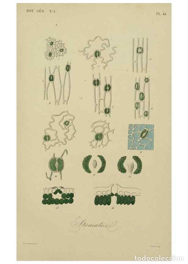 Collection Magazines and Newspapers: Reproducci&oacute;n/Reproduction 49582705028: Le R&egrave;gne v&eacute;g&eacute;tal;. Paris,L. Gu&eacute;rin,1870-72.. - R&eacute;veil, O.