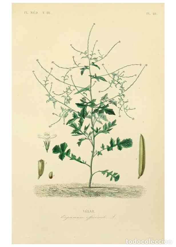 Collectionnisme de Revues et Journaux: Reproducci&oacute;n/Reproduction 49583686822: Le R&egrave;gne v&eacute;g&eacute;tal;. Paris,L. Gu&eacute;rin,1870-72.. - R&eacute;veil, O.