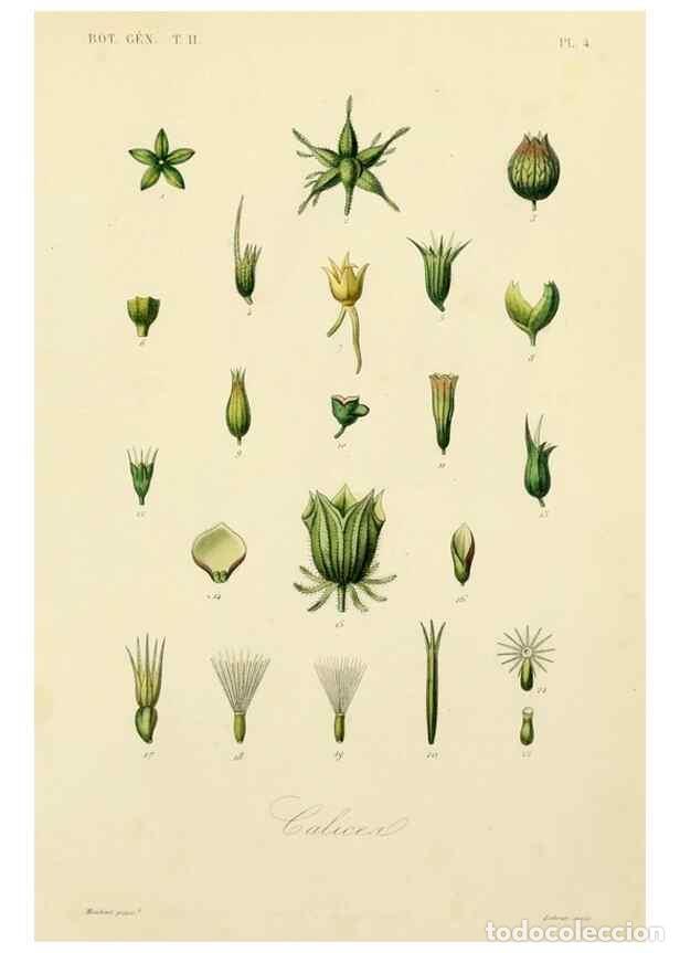 Collectionnisme de Revues et Journaux: Reproducci&oacute;n/Reproduction 49583615807: Le R&egrave;gne v&eacute;g&eacute;tal;. Paris,L. Gu&eacute;rin,1870-72.. - R&eacute;veil, O.