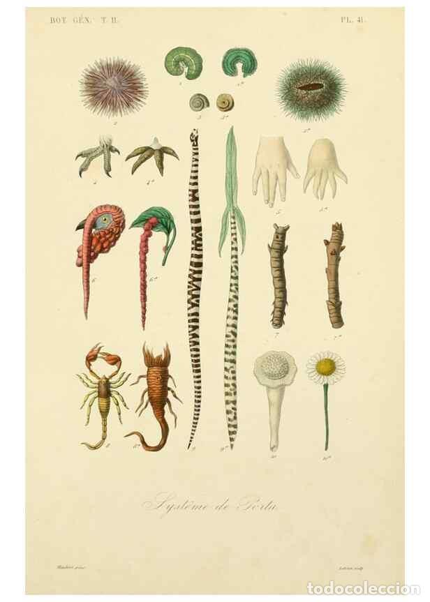 Collectionnisme de Revues et Journaux: Reproducci&oacute;n/Reproduction 49583624687: Le R&egrave;gne v&eacute;g&eacute;tal;. Paris,L. Gu&eacute;rin,1870-72.. - R&eacute;veil, O.