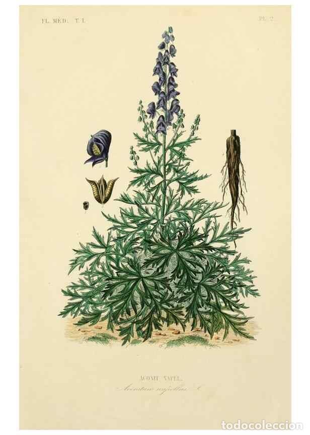 Collectionnisme de Revues et Journaux: Reproducci&oacute;n/Reproduction 49583746217: Le R&egrave;gne v&eacute;g&eacute;tal;. Paris,L. Gu&eacute;rin,1870-72.. - R&eacute;veil, O.