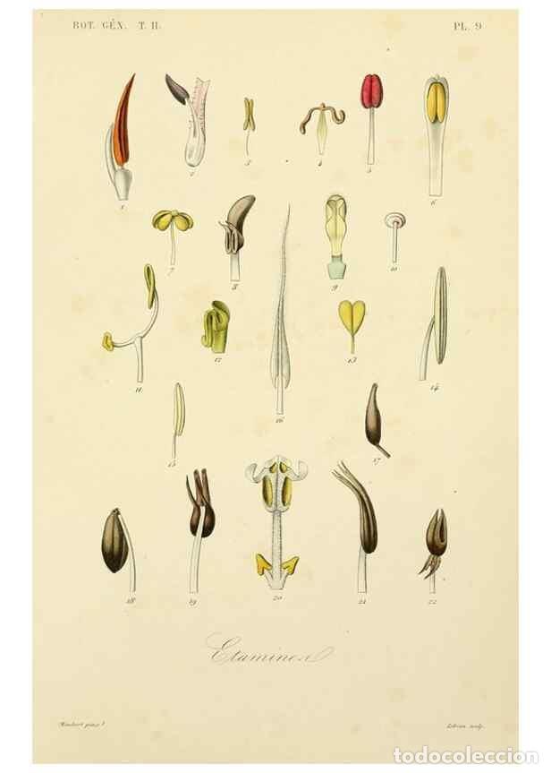 Collectionnisme de Revues et Journaux: Reproducci&oacute;n/Reproduction 49583380326: Le R&egrave;gne v&eacute;g&eacute;tal;. Paris,L. Gu&eacute;rin,1870-72.. - R&eacute;veil, O.