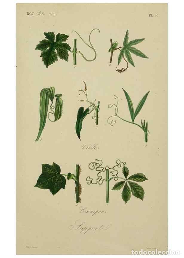 Collectionnisme de Revues et Journaux: Reproducci&oacute;n/Reproduction 49583437387: Le R&egrave;gne v&eacute;g&eacute;tal;. Paris,L. Gu&eacute;rin,1870-72.. - R&eacute;veil, O.