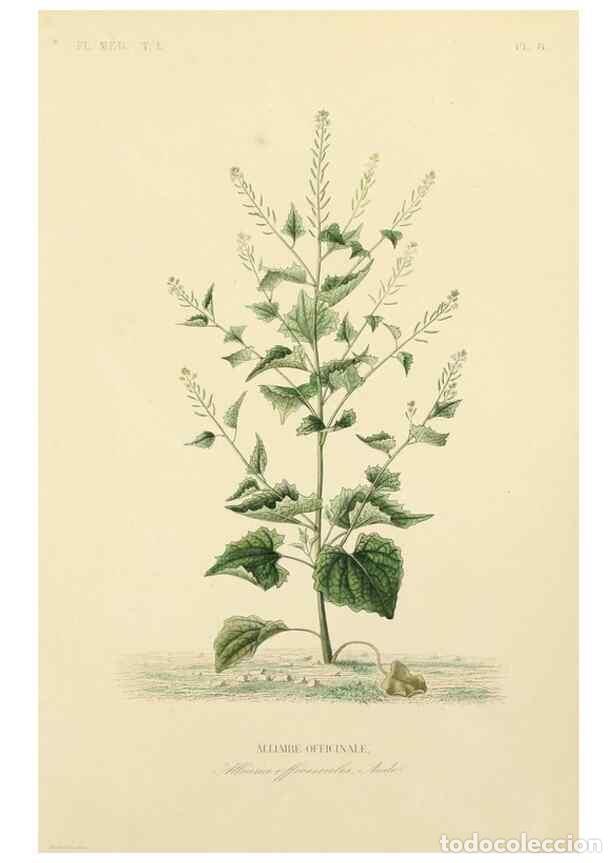 Collezionismo di Riviste e Giornali: Reproducci&oacute;n/Reproduction 49583511756: Le R&egrave;gne v&eacute;g&eacute;tal;. Paris,L. Gu&eacute;rin,1870-72.. - R&eacute;veil, O.