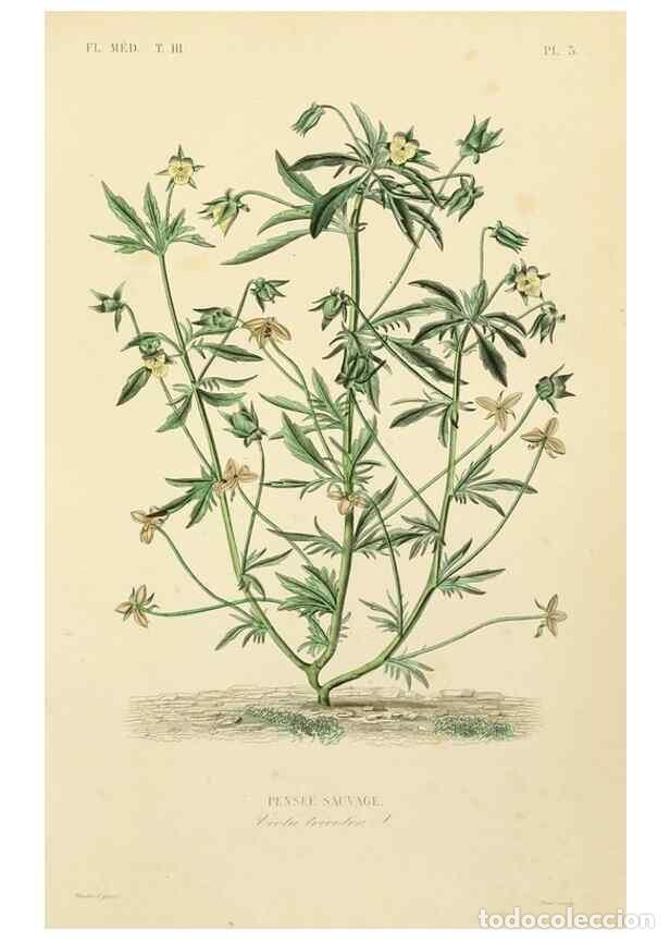 Collezionismo di Riviste e Giornali: Reproducci&oacute;n/Reproduction 49583674297: Le R&egrave;gne v&eacute;g&eacute;tal;. Paris,L. Gu&eacute;rin,1870-72.. - R&eacute;veil, O.