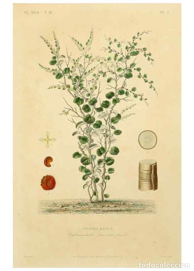 Collezionismo di Riviste e Giornali: Reproducci&oacute;n/Reproduction 49582941273: Le R&egrave;gne v&eacute;g&eacute;tal;. Paris,L. Gu&eacute;rin,1870-72.. - R&eacute;veil, O.