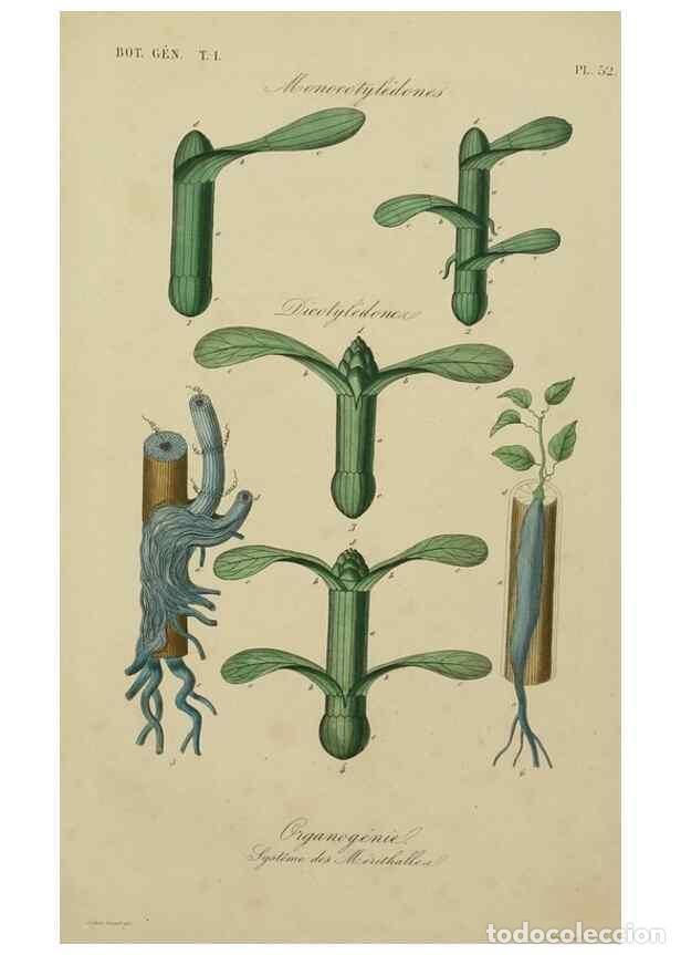 Collezionismo di Riviste e Giornali: Reproducci&oacute;n/Reproduction 49582706833: Le R&egrave;gne v&eacute;g&eacute;tal;. Paris,L. Gu&eacute;rin,1870-72.. - R&eacute;veil, O.