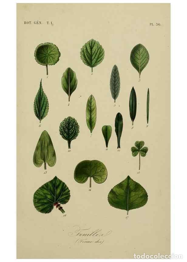 Collezionismo di Riviste e Giornali: Reproducci&oacute;n/Reproduction 49582703068: Le R&egrave;gne v&eacute;g&eacute;tal;. Paris,L. Gu&eacute;rin,1870-72.. - R&eacute;veil, O.