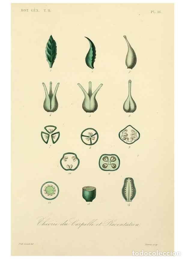 Collezionismo di Riviste e Giornali: Reproducci&oacute;n/Reproduction 49583618427: Le R&egrave;gne v&eacute;g&eacute;tal;. Paris,L. Gu&eacute;rin,1870-72.. - R&eacute;veil, O.