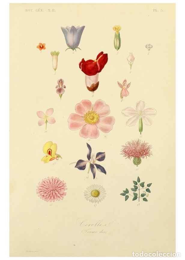 Collezionismo di Riviste e Giornali: Reproducci&oacute;n/Reproduction 49583379491: Le R&egrave;gne v&eacute;g&eacute;tal;. Paris,L. Gu&eacute;rin,1870-72.. - R&eacute;veil, O.