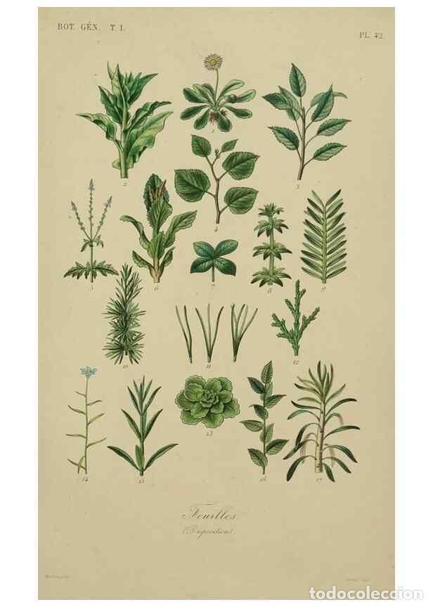 Collezionismo di Riviste e Giornali: Reproducci&oacute;n/Reproduction 49583200516: Le R&egrave;gne v&eacute;g&eacute;tal;. Paris,L. Gu&eacute;rin,1870-72.. - R&eacute;veil, O.