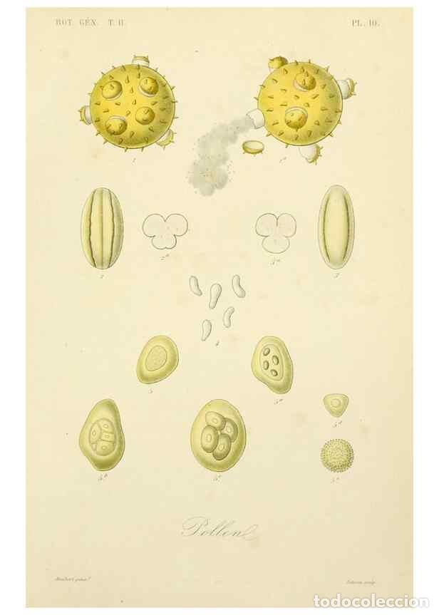 Sammeln von Zeitschriften und Zeitungen: Reproducci&oacute;n/Reproduction 49583380511: Le R&egrave;gne v&eacute;g&eacute;tal;. Paris,L. Gu&eacute;rin,1870-72.. - R&eacute;veil, O.