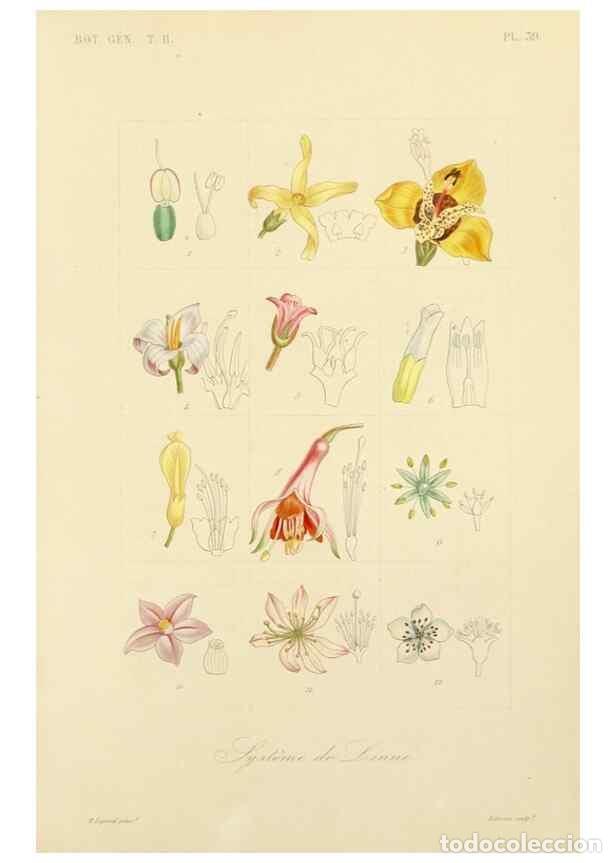 Sammeln von Zeitschriften und Zeitungen: Reproducci&oacute;n/Reproduction 49582892233: Le R&egrave;gne v&eacute;g&eacute;tal;. Paris,L. Gu&eacute;rin,1870-72.. - R&eacute;veil, O.