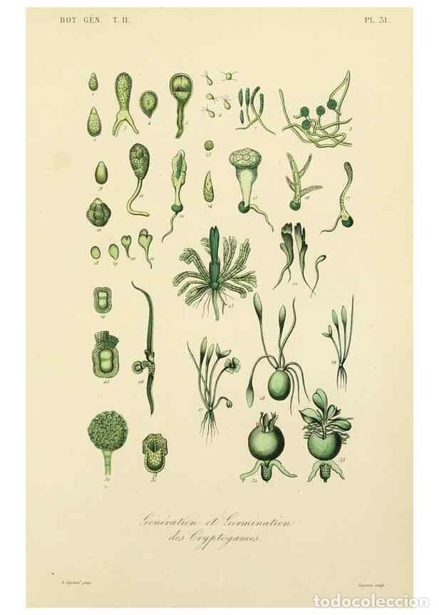 Sammeln von Zeitschriften und Zeitungen: Reproducci&oacute;n/Reproduction 49583385481: Le R&egrave;gne v&eacute;g&eacute;tal;. Paris,L. Gu&eacute;rin,1870-72.. - R&eacute;veil, O.