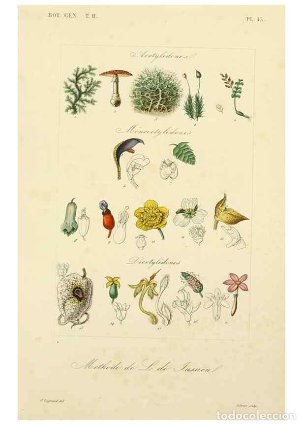 Sammeln von Zeitschriften und Zeitungen: Reproducci&oacute;n/Reproduction 49582893018: Le R&egrave;gne v&eacute;g&eacute;tal;. Paris,L. Gu&eacute;rin,1870-72.. - R&eacute;veil, O.