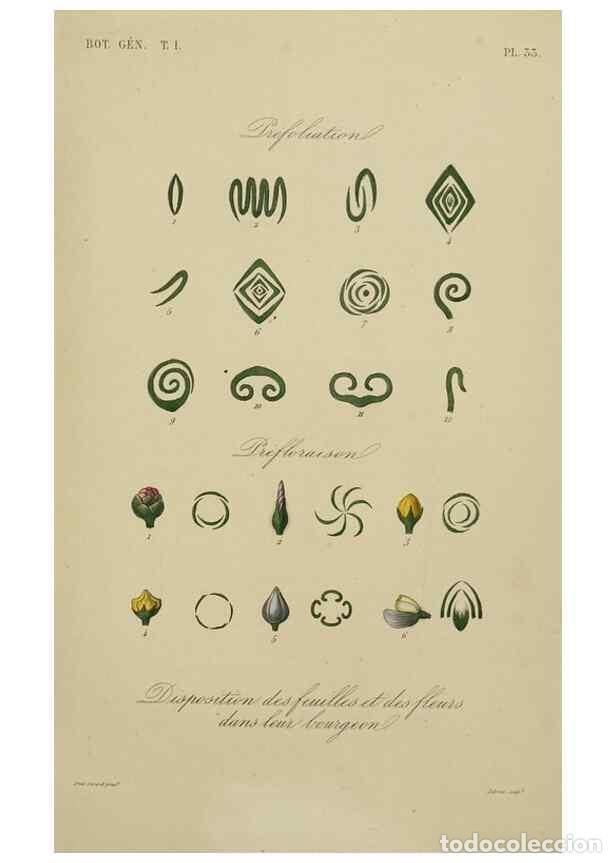 Sammeln von Zeitschriften und Zeitungen: Reproducci&oacute;n/Reproduction 49582702343: Le R&egrave;gne v&eacute;g&eacute;tal;. Paris,L. Gu&eacute;rin,1870-72.. - R&eacute;veil, O.