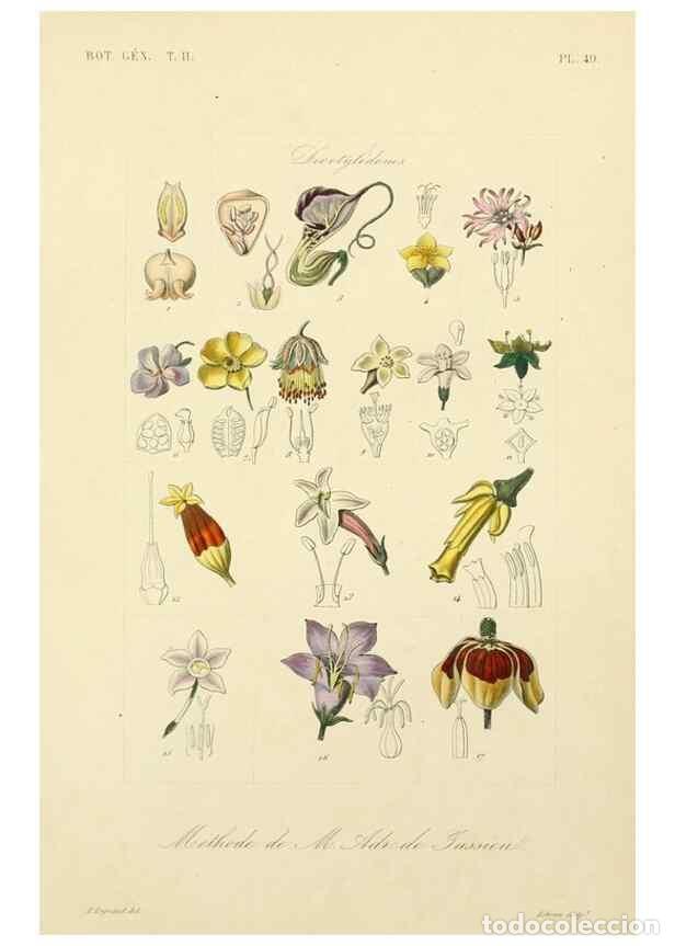 Sammeln von Zeitschriften und Zeitungen: Reproducci&oacute;n/Reproduction 49583389546: Le R&egrave;gne v&eacute;g&eacute;tal;. Paris,L. Gu&eacute;rin,1870-72.. - R&eacute;veil, O.