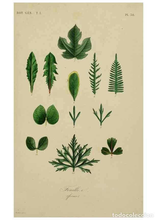 Sammeln von Zeitschriften und Zeitungen: Reproducci&oacute;n/Reproduction 49583199506: Le R&egrave;gne v&eacute;g&eacute;tal;. Paris,L. Gu&eacute;rin,1870-72.. - R&eacute;veil, O.