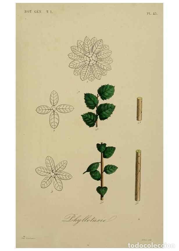 Sammeln von Zeitschriften und Zeitungen: Reproducci&oacute;n/Reproduction 49583436747: Le R&egrave;gne v&eacute;g&eacute;tal;. Paris,L. Gu&eacute;rin,1870-72.. - R&eacute;veil, O.