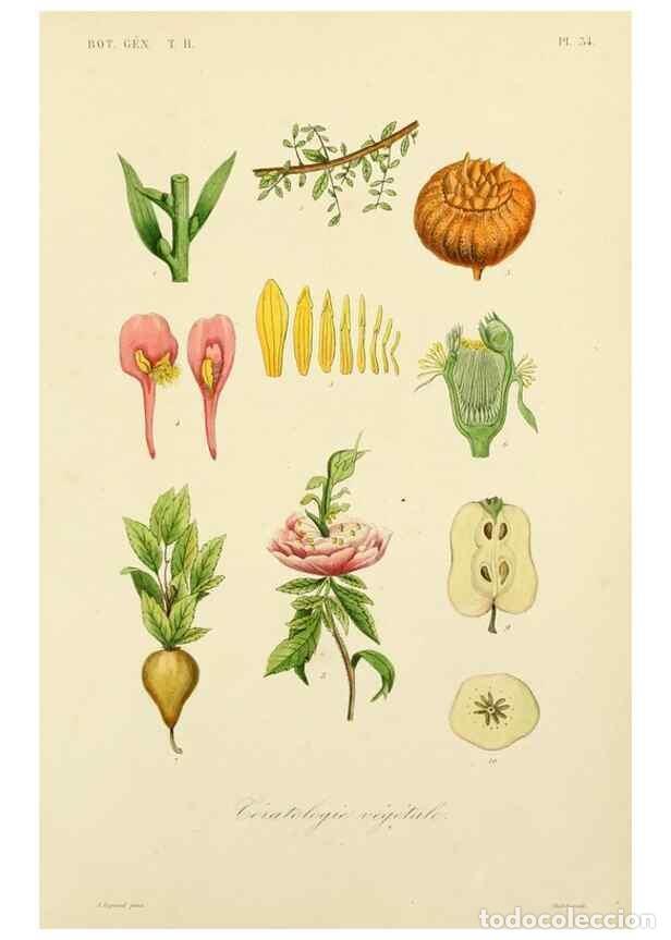 Sammeln von Zeitschriften und Zeitungen: Reproducci&oacute;n/Reproduction 49583622917: Le R&egrave;gne v&eacute;g&eacute;tal;. Paris,L. Gu&eacute;rin,1870-72.. - R&eacute;veil, O.