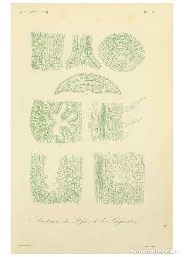 Sammeln von Zeitschriften und Zeitungen: Reproducci&oacute;n/Reproduction 49583619212: Le R&egrave;gne v&eacute;g&eacute;tal;. Paris,L. Gu&eacute;rin,1870-72.. - R&eacute;veil, O.