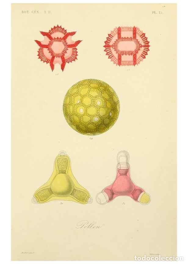 Sammeln von Zeitschriften und Zeitungen: Reproducci&oacute;n/Reproduction 49583618217: Le R&egrave;gne v&eacute;g&eacute;tal;. Paris,L. Gu&eacute;rin,1870-72.. - R&eacute;veil, O.