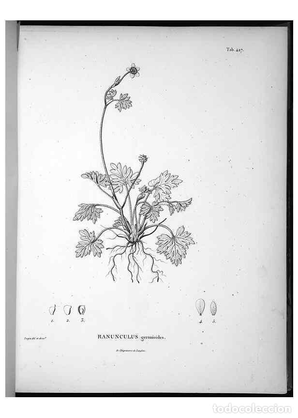 Sammeln von Zeitschriften und Zeitungen: Reproducci&oacute;n/Reproduction 49556813962: Nova genera et species plantarum :. Antverpiae :Ex officina C