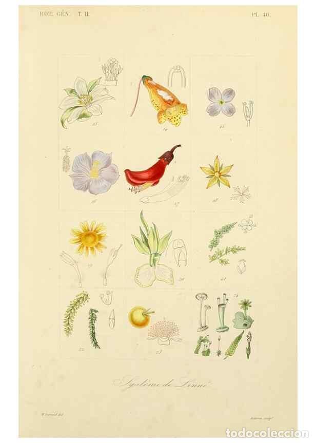 Sammeln von Zeitschriften und Zeitungen: Reproducci&oacute;n/Reproduction 49583624412: Le R&egrave;gne v&eacute;g&eacute;tal;. Paris,L. Gu&eacute;rin,1870-72.. - R&eacute;veil, O.