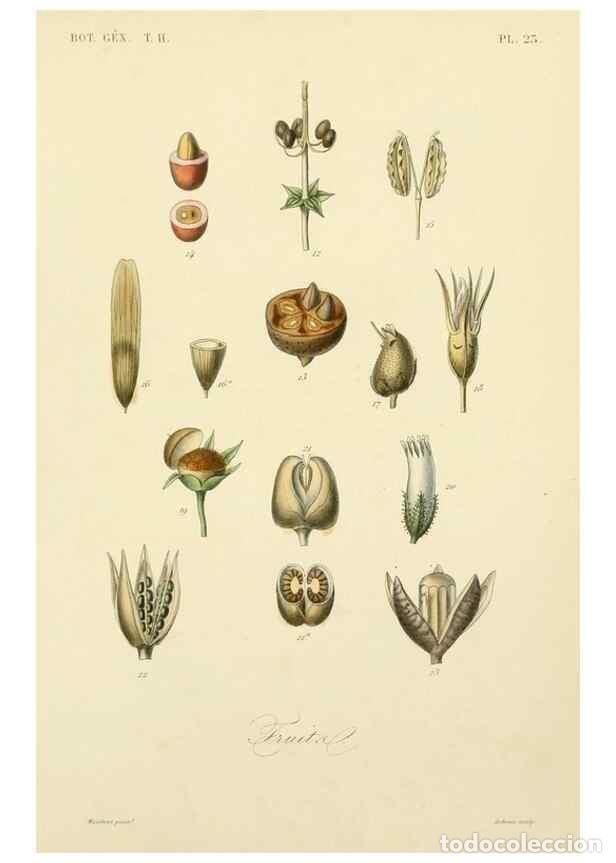 Sammeln von Zeitschriften und Zeitungen: Reproducci&oacute;n/Reproduction 49582888053: Le R&egrave;gne v&eacute;g&eacute;tal;. Paris,L. Gu&eacute;rin,1870-72.. - R&eacute;veil, O.