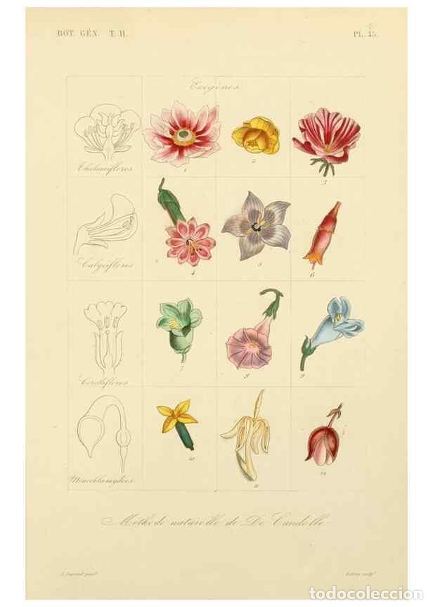 Colecionismo de Revistas e Jornais: Reproducci&oacute;n/Reproduction 49583625492: Le R&egrave;gne v&eacute;g&eacute;tal;. Paris,L. Gu&eacute;rin,1870-72.. - R&eacute;veil, O.