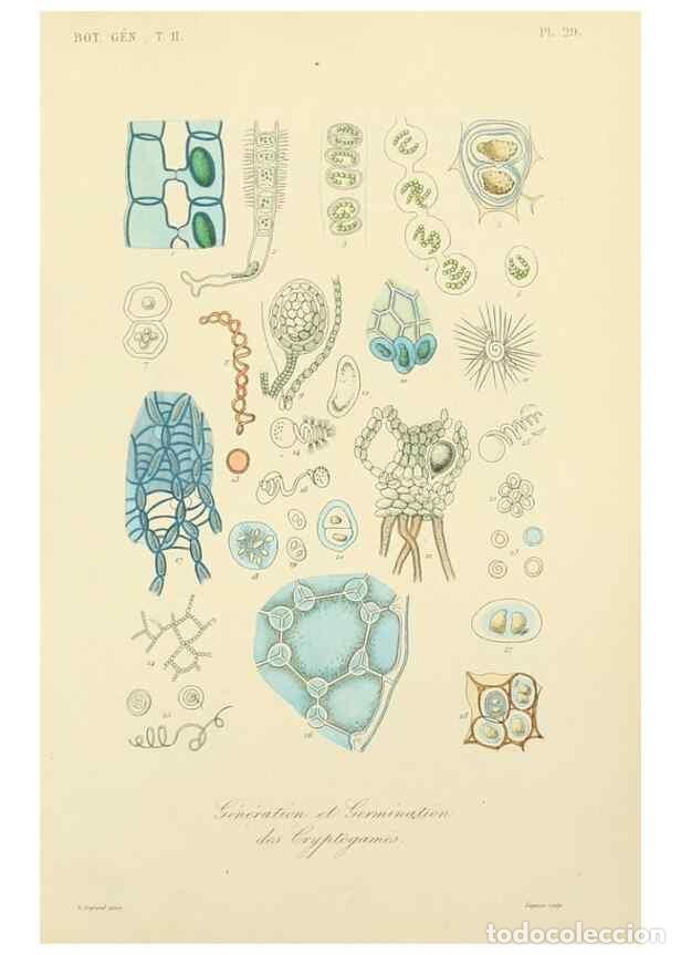 Collezionismo di Riviste e Giornali: Reproducci&oacute;n/Reproduction 49583621592: Le R&egrave;gne v&eacute;g&eacute;tal;. Paris,L. Gu&eacute;rin,1870-72.. - R&eacute;veil, O.