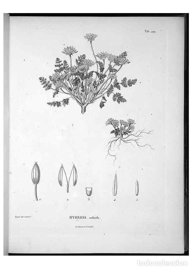Collezionismo di Riviste e Giornali: Reproducci&oacute;n/Reproduction 49556078428: Nova genera et species plantarum :. Antverpiae :Ex officina C