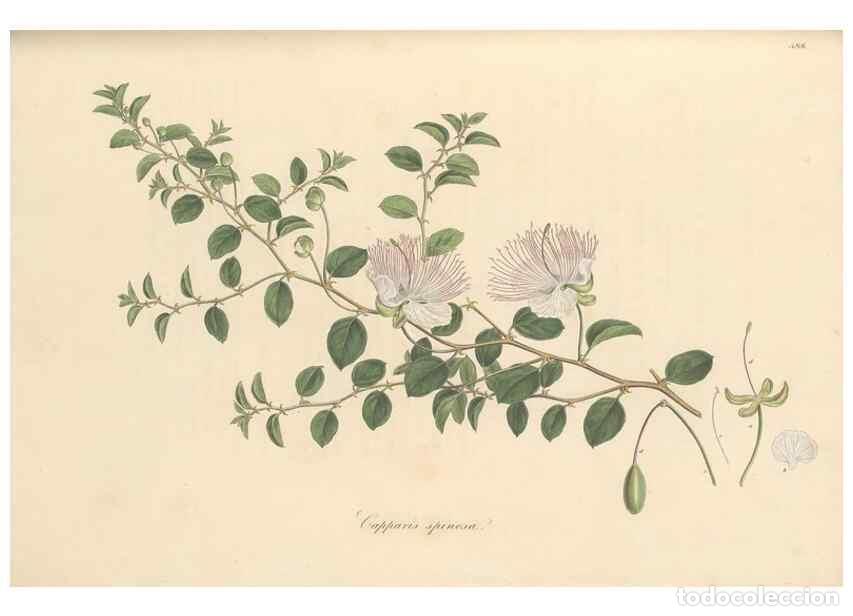 Collezionismo di Riviste e Giornali: Reproducci&oacute;n/Reproduction 49557581651: Flora Graeca, sive, Plantarum rariorum historia, quas in prov