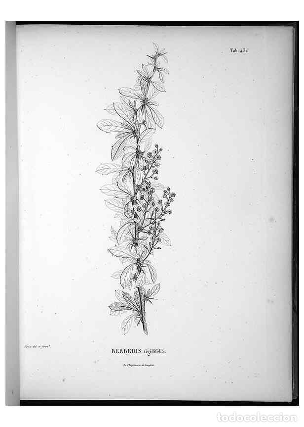 Collezionismo di Riviste e Giornali: Reproducci&oacute;n/Reproduction 49556081103: Nova genera et species plantarum :. Antverpiae :Ex officina C