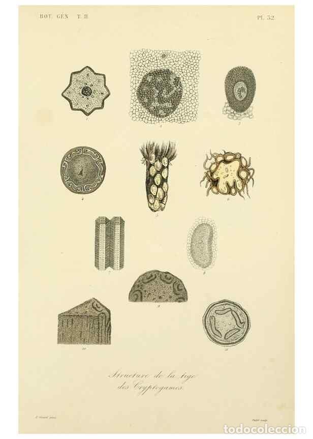 Collezionismo di Riviste e Giornali: Reproducci&oacute;n/Reproduction 49583385736: Le R&egrave;gne v&eacute;g&eacute;tal;. Paris,L. Gu&eacute;rin,1870-72.. - R&eacute;veil, O.