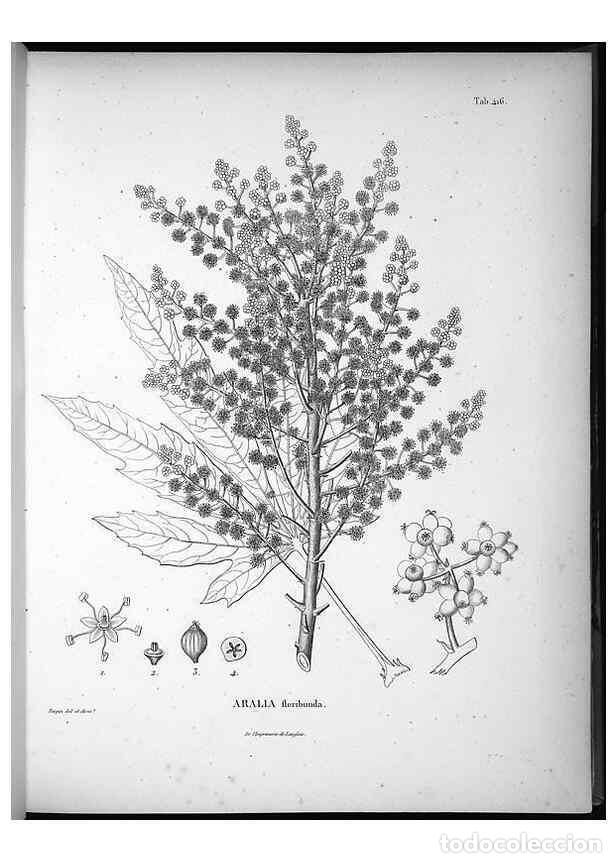 Collezionismo di Riviste e Giornali: Reproducci&oacute;n/Reproduction 49556574236: Nova genera et species plantarum :. Antverpiae :Ex officina C