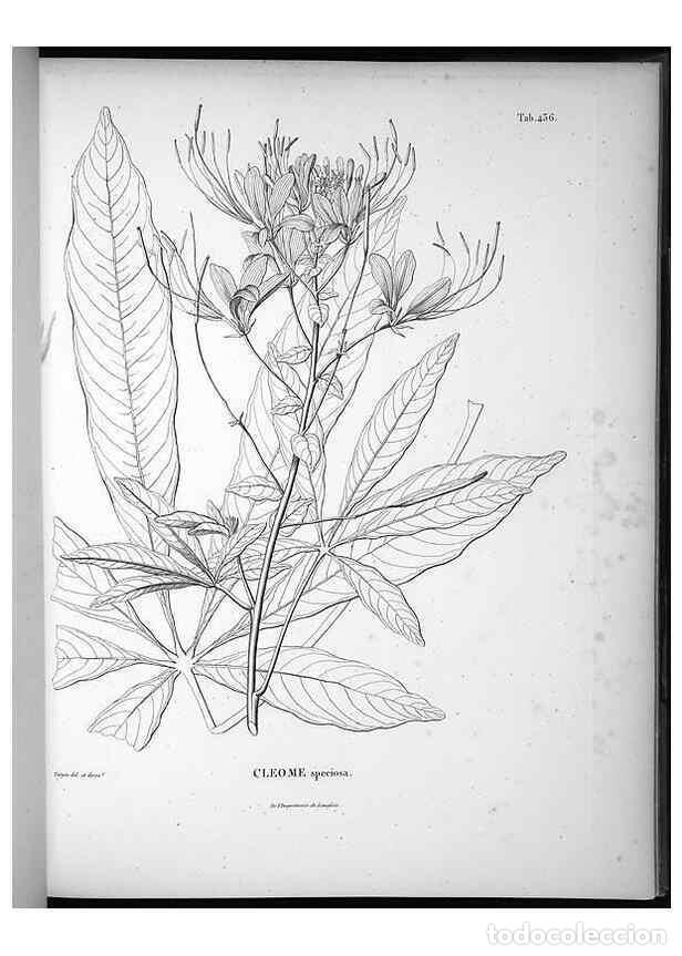 Collezionismo di Riviste e Giornali: Reproducci&oacute;n/Reproduction 49556815717: Nova genera et species plantarum :. Antverpiae :Ex officina C