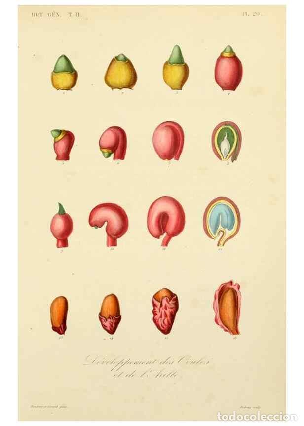 Collezionismo di Riviste e Giornali: Reproducci&oacute;n/Reproduction 49582887283: Le R&egrave;gne v&eacute;g&eacute;tal;. Paris,L. Gu&eacute;rin,1870-72.. - R&eacute;veil, O.