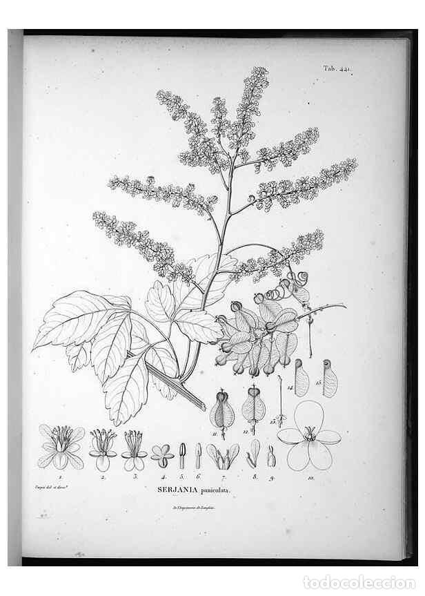 Collezionismo di Riviste e Giornali: Reproducci&oacute;n/Reproduction 49556579766: Nova genera et species plantarum :. Antverpiae :Ex officina C