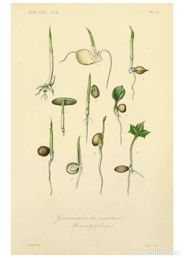 Collezionismo di Riviste e Giornali: Reproducci&oacute;n/Reproduction 49583620542: Le R&egrave;gne v&eacute;g&eacute;tal;. Paris,L. Gu&eacute;rin,1870-72.. - R&eacute;veil, O.