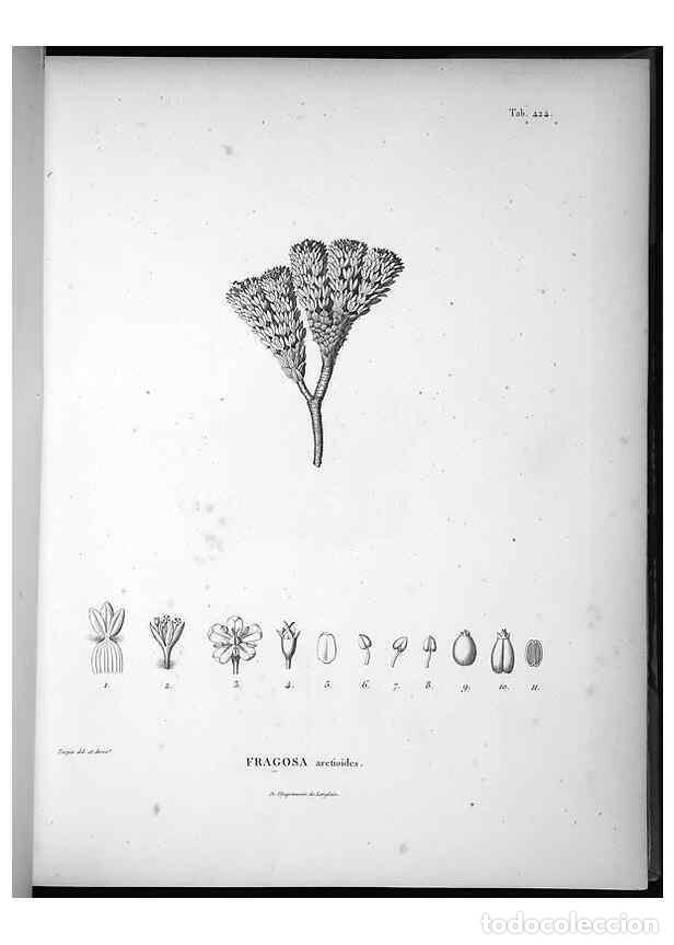 Collezionismo di Riviste e Giornali: Reproducci&oacute;n/Reproduction 49556575966: Nova genera et species plantarum :. Antverpiae :Ex officina C