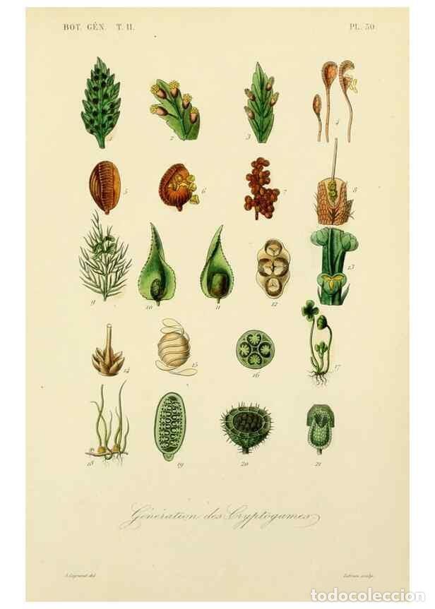 Collezionismo di Riviste e Giornali: Reproducci&oacute;n/Reproduction 49582889993: Le R&egrave;gne v&eacute;g&eacute;tal;. Paris,L. Gu&eacute;rin,1870-72.. - R&eacute;veil, O.