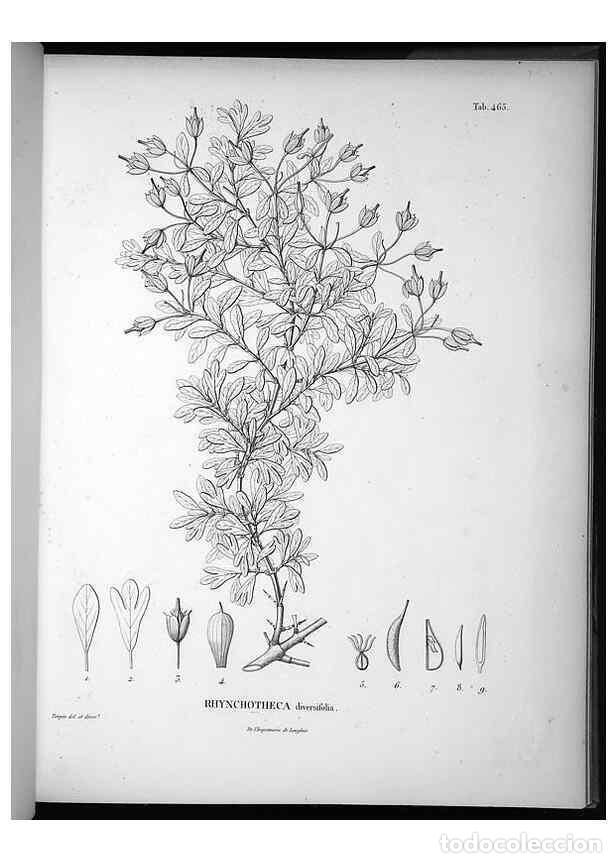 Collezionismo di Riviste e Giornali: Reproducci&oacute;n/Reproduction 49556821487: Nova genera et species plantarum :. Antverpiae :Ex officina C