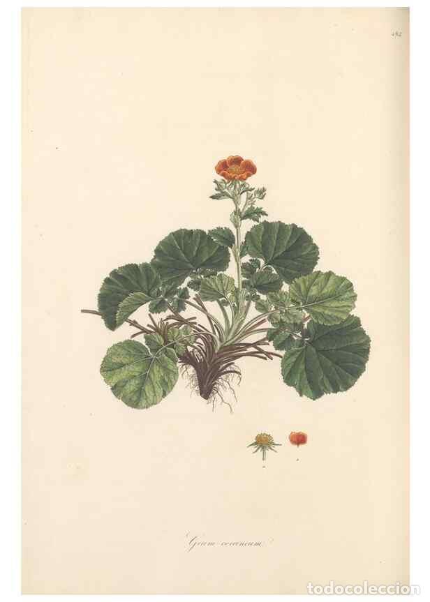 Collezionismo di Riviste e Giornali: Reproducci&oacute;n/Reproduction 49557815807: Flora Graeca, sive, Plantarum rariorum historia, quas in prov